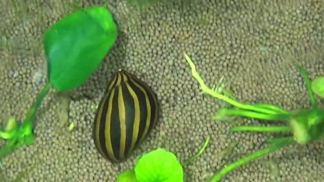 Улитка Зебра Neritina Zebra смотреть онлайн