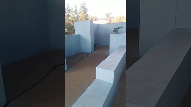 Дрессировка собак/ Немецкая овчарка и доберман смотреть онлайн