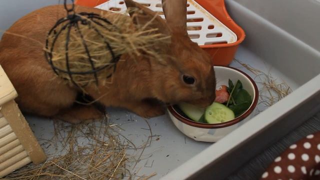 МОЙ ДЕНЬ СО ВСЕМИ ПИТОМЦАМИ ? | кролик и декоративные крысы смотреть онлайн