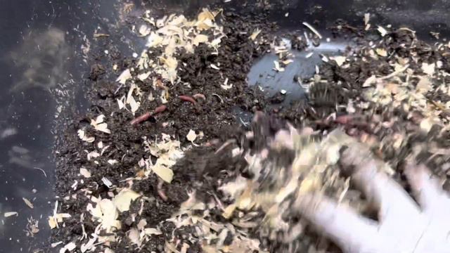 What to do when one of your red wiggler breeder bins looks “OFF” #wormfarm #wormcomposting смотреть онлайн