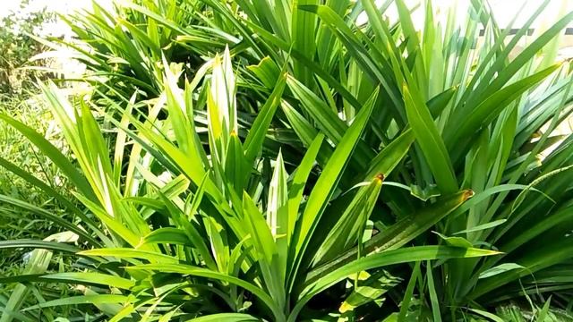 Tumbuhan monokotil (Pandanus amaryllifolius) смотреть онлайн