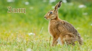 Голоса диких животных наших лесов (белка, медведь, волк, ёж, заяц, кабан, лиса, лось)