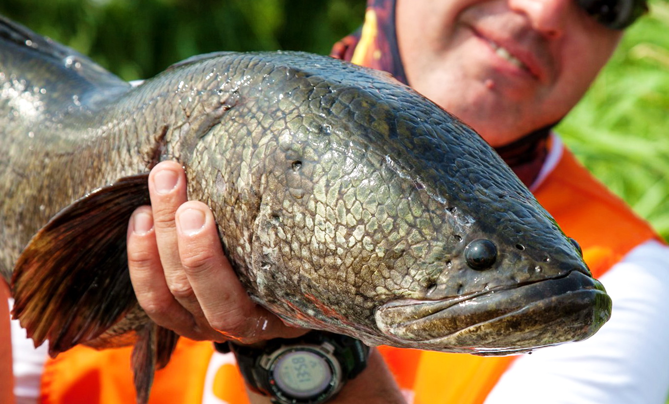 Подводная охота на Змееголова. (1 серия) смотреть онлайн