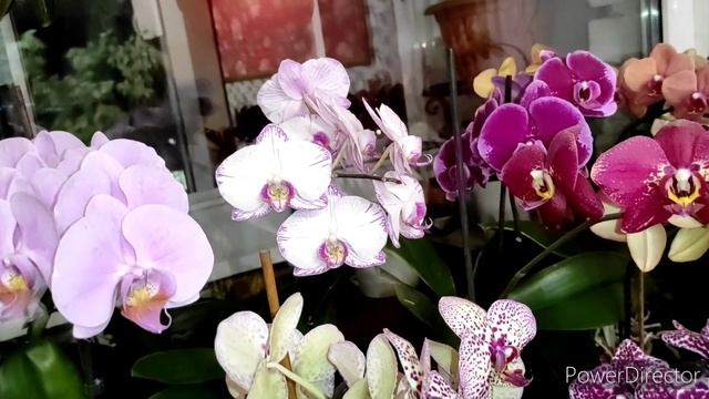 Орхидеи цветут, долгоцветущие сорта и не очень ? смотреть онлайн