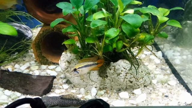 Апистограмма Агассица / Apistogramma agassizi (сложное начало) смотреть онлайн