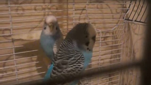 Как определить возраст волнистого попугая? смотреть онлайн