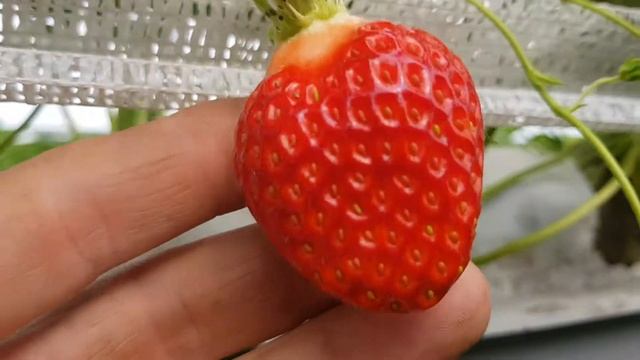 Сравнение клубники Cabrillo, Malga, Verity, Furore, Beaty, Mariguette, Harmony, Cerafine