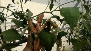 Томат Дебослив