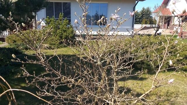 Gėlės, magnolija??? Цветы, магнолия. смотреть онлайн