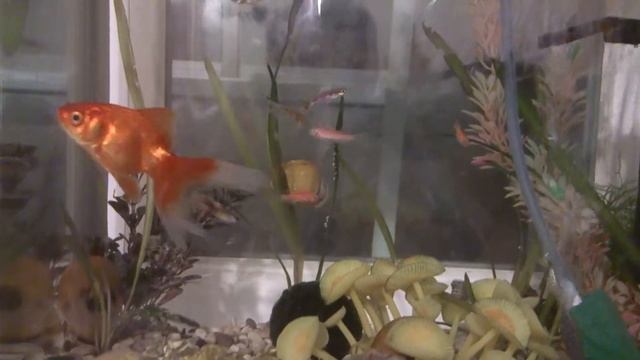 Золотая рыбка. Gold Fish. смотреть онлайн