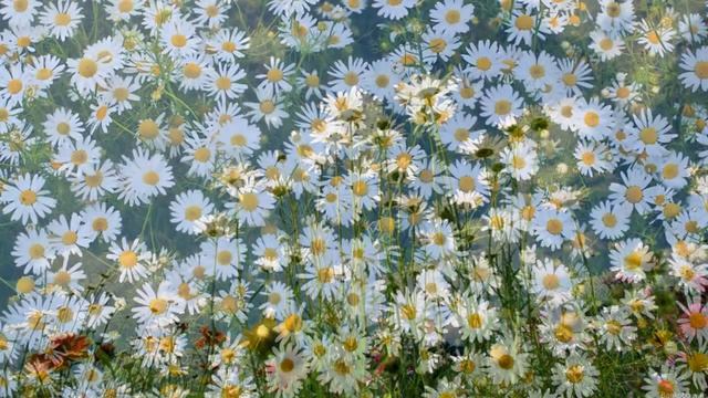 Красивые ромашковые поля показ слайдов 2015! смотреть онлайн