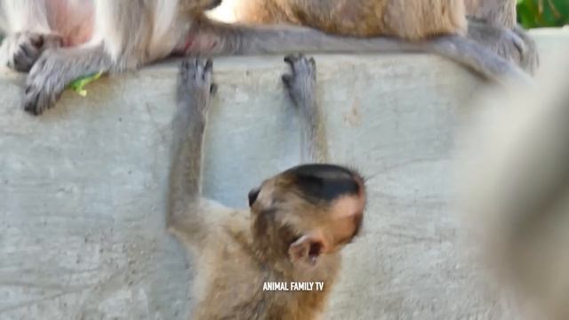 Hard Life of baby monkey that mother and Father always make love due to wanting one more baby #04 смотреть онлайн