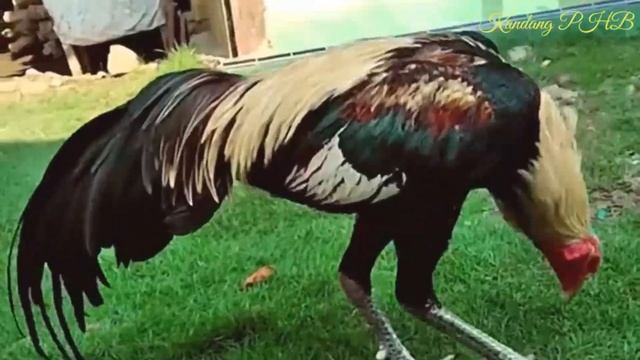 INILAH CIRI AYAM MANGON BESERTA ASAL USULNYA