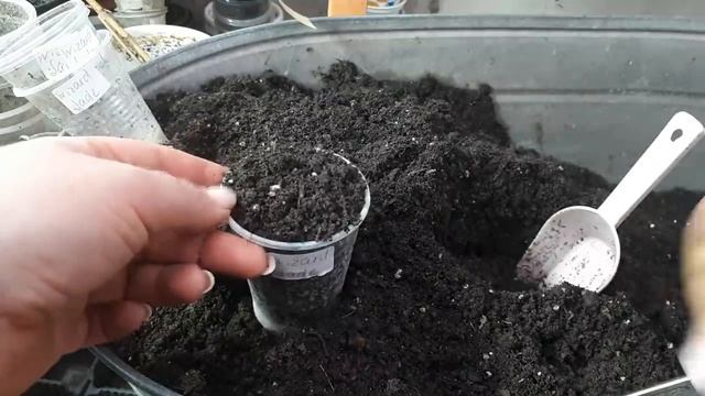 КОЛЕУСЫ. Перечеренковка. РАЗМНОЖЕНИЕ. Новый прием в моей практике. смотреть онлайн