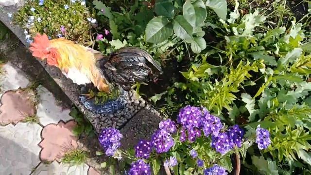 ВЛОГ  Распустились ромашки в саду.