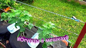 "огурец"#Огород#Сад#Дача