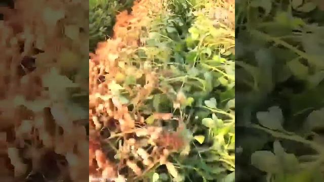 Аграрная спецтехника и трактора смотреть онлайн