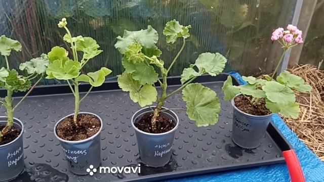 НА БАЗАРЕ ДВА ДУРАКА, ЗНАЧИТЕЛЬНО МЕНЬШЕ смотреть онлайн