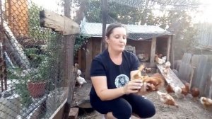 Как определить где петух или курица в 1,5 месяца?