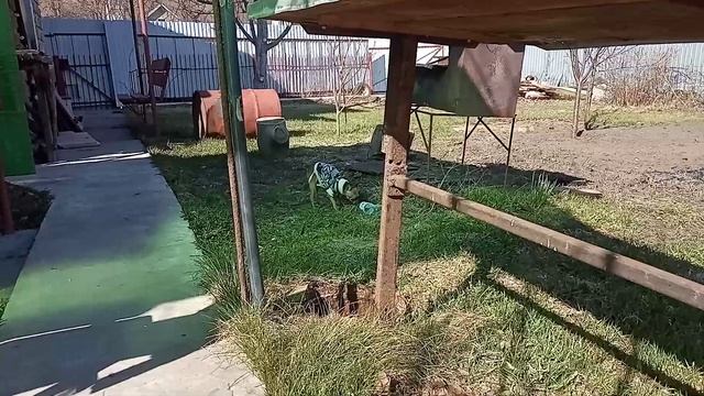 Тойтерьер мини смотреть онлайн