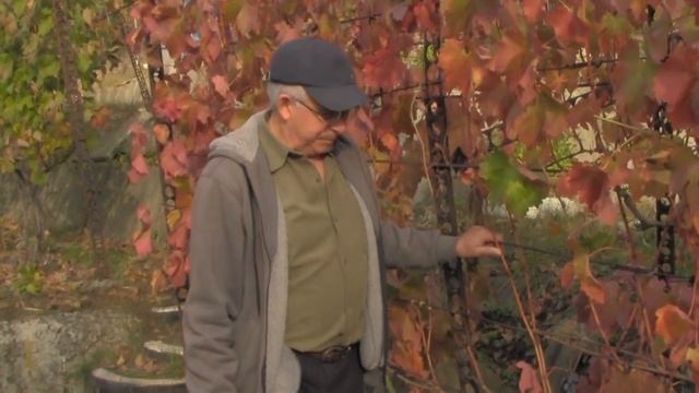 @Обрезка винограда осенью. Задачи обрезки смотреть онлайн