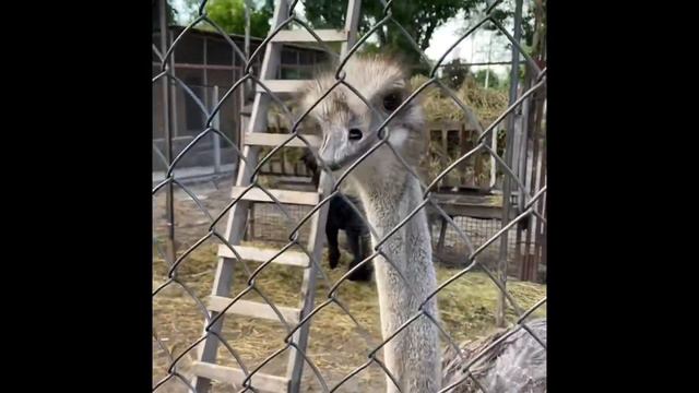 Подорож вихідного дня: Томашівка