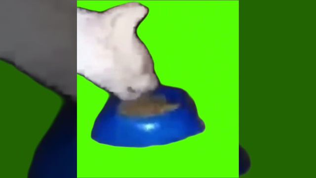 Футаж кошки которая ест корм смотреть онлайн