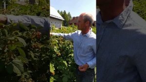 Обзор сорта летней малины Гусар