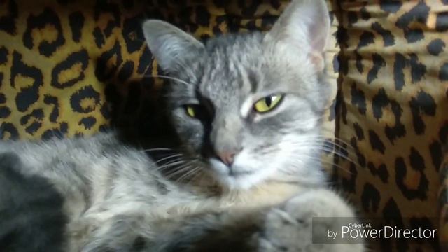 КОШКА ПОКАЗАЛА КАК ОНА ЛЮБИТ СВОИХ КОТЯТ. ЛЮБОВЬ МАТЕРИ К ДЕТЯМ. смотреть онлайн