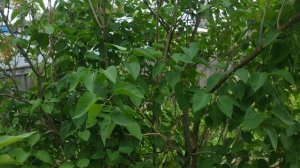 Как  обрезать сирень после цветения?Снижение высоты куста привитой и корнесобственой сирени.