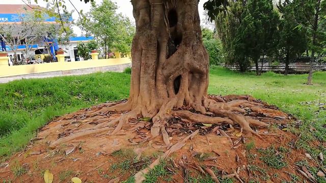 ДАЛАТ ВЬЕТНАМ. Город цветов. Город вечной весны.