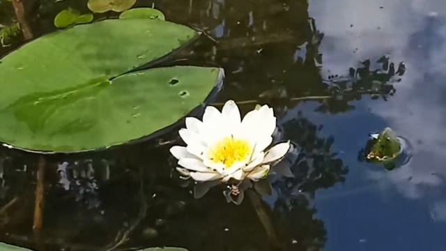Водяная лилия(Кувшинка или Нимфея) смотреть онлайн