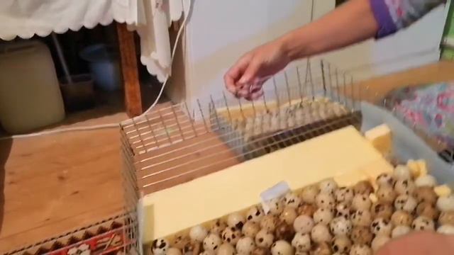 Закладка перепелиных яиц в инкубатор смотреть онлайн
