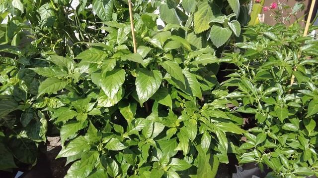 20 Chili Sorten + Aji Charapita, die teuerste Chili der Welt - Chilis 2021 #23 // Gartenschlau.com смотреть онлайн