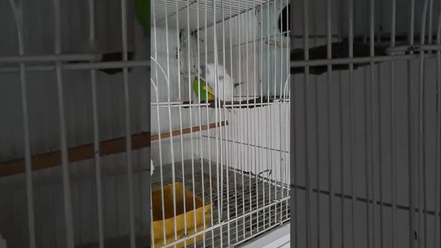 спаривание волнистых попугаев. кладка яйца смотреть онлайн