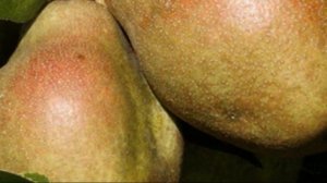 Сорт груши киффер описание, посадка, уход