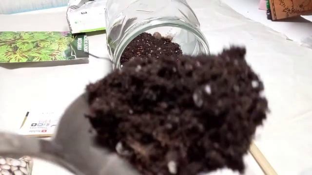 (эксперимент) Делаю необычный вечный террариум смотреть онлайн