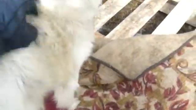 собака бывает кусачей..... смотреть онлайн