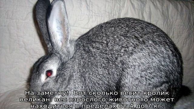 Вес кроликов по месяцам — таблица смотреть онлайн