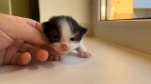 котят назвали яни и юги