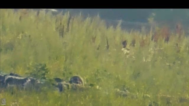 Работа наших снайперов, у вас 1 пропущеный... смотреть онлайн