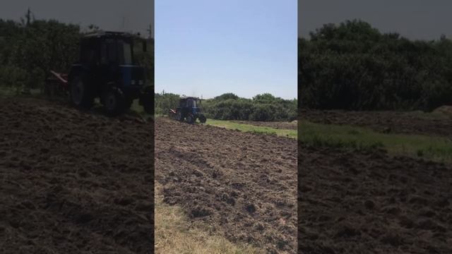 Распашка целины трактором Беларус с дисковой фрезой.