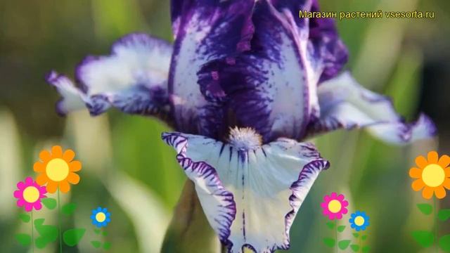 Ирис германский Реэр Эдишн. Краткий обзор, описание характеристик iris germanica Rare Edition смотреть онлайн
