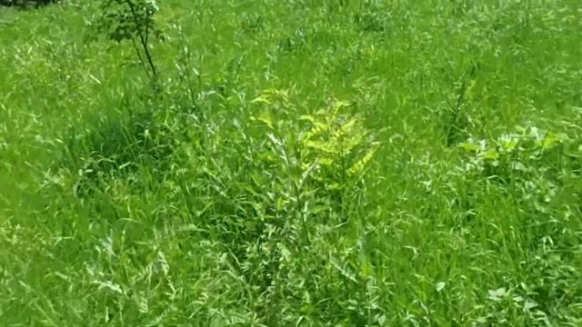 Тайна махрового цветка на томате раскрыта.Хроника дачной жизни. Меня здесь встречают и провожают) смотреть онлайн