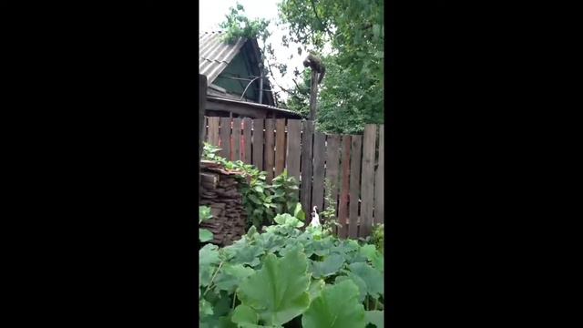 Моя собака летает!!! смотреть онлайн