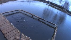 Выращивание форели в садках. Нормы кормления в зимний период.