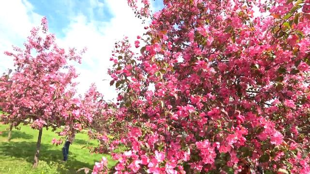 КРАСИВЕЙШИЕ РОЗОВЫЕ ЯБЛОНИ. ЯБЛОНЯ НЕДЗВЕЦКОГО смотреть онлайн