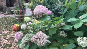 Крупнолистная гортензия в средней полосе России ( почему она не цветёт и не зимует )