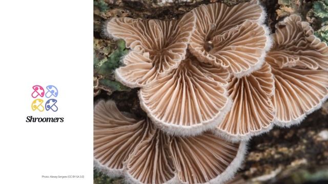 Splitgill (Schizophyllum commune) | Occurrence | Practical Short Profile | Shroomers смотреть онлайн