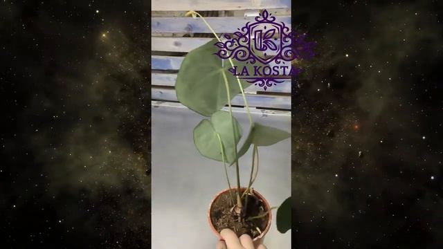 Антуриум Кларинервиум смотреть онлайн